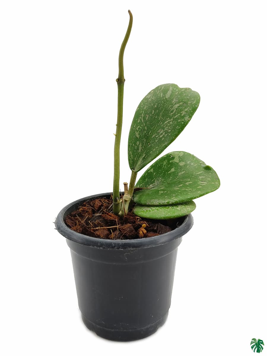 Hoya Kerrii Splash