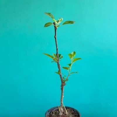 خرید گل و گلدان هدیه برای چهارشنبه سوری