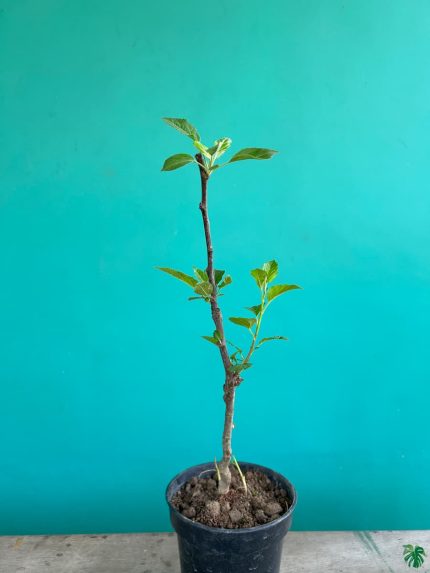 خرید گل و گلدان هدیه برای چهارشنبه سوری
