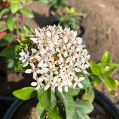 Ixora Dwarf White