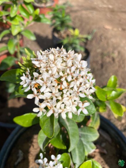 Ixora Dwarf White