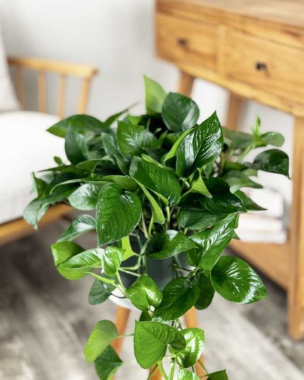 Jade Pothos