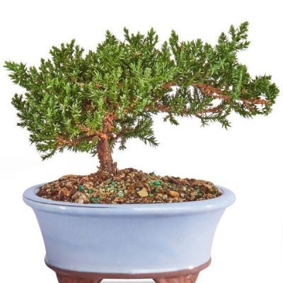 Japanese Juniper Bonsai Tree