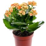 خرید گل و گلدان هدیه برای ست عاشقانه ??