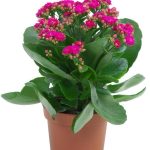 Kalanchoe Pink