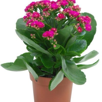 Kalanchoe Pink
