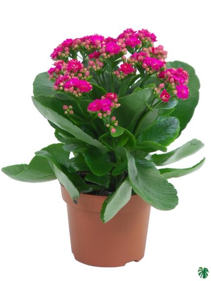 Kalanchoe Pink