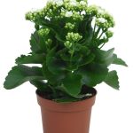 Kalanchoe White