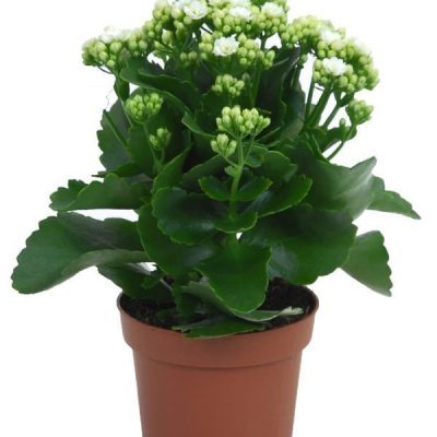 Kalanchoe White