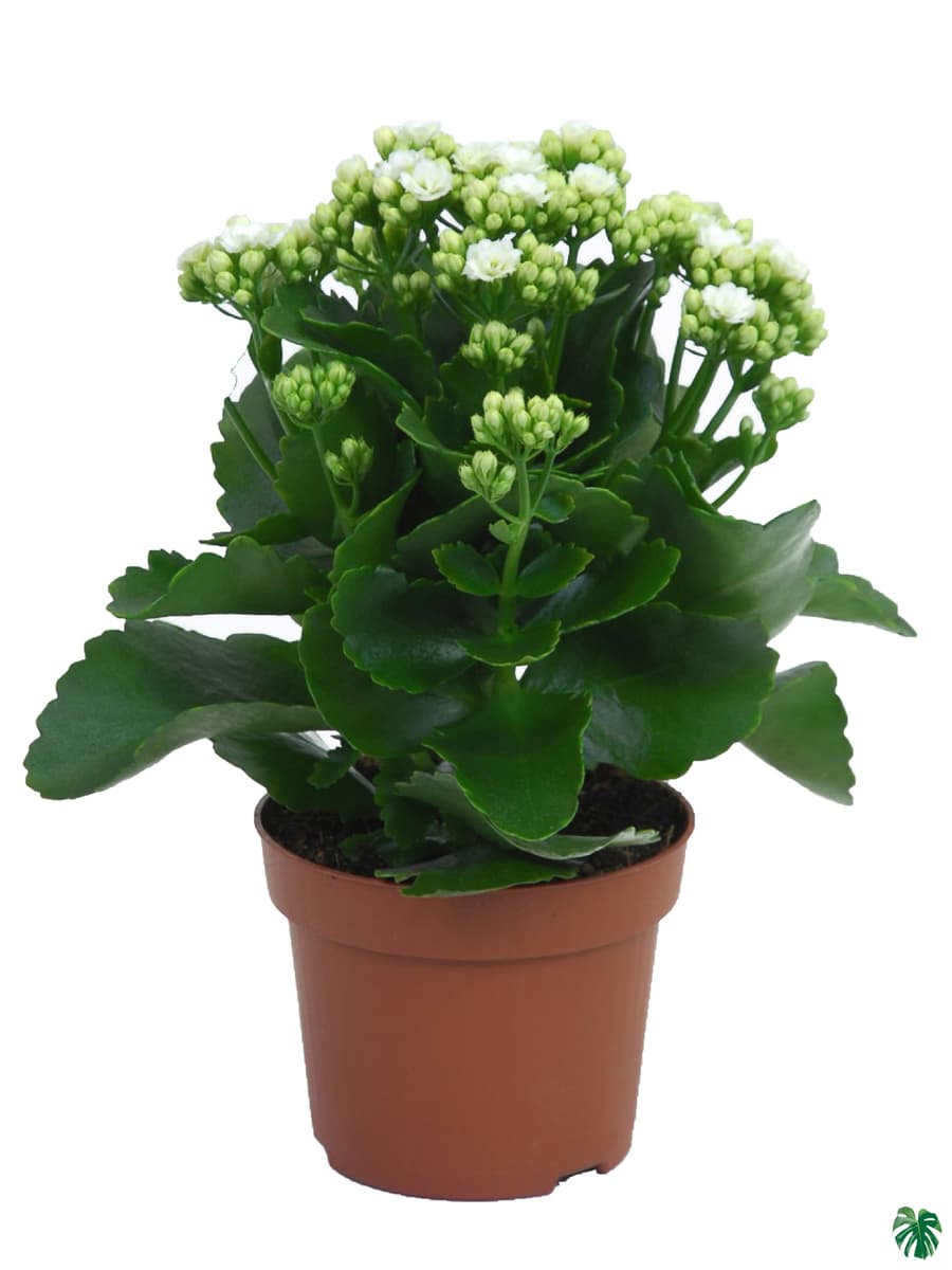 Kalanchoe White
