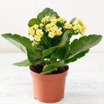 Kalanchoe Yellow