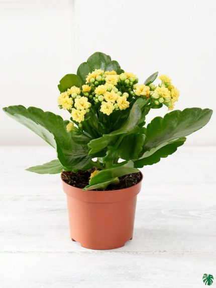 Kalanchoe Yellow