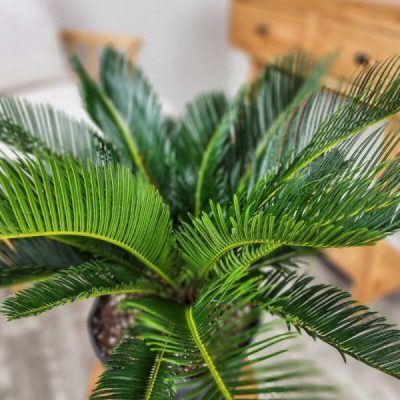 King Sago Palm