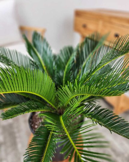 King Sago Palm