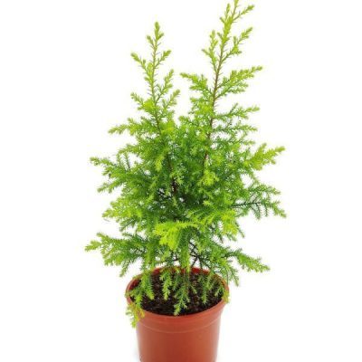 خرید گل و گلدان هدیه برای خانم‌ها ?