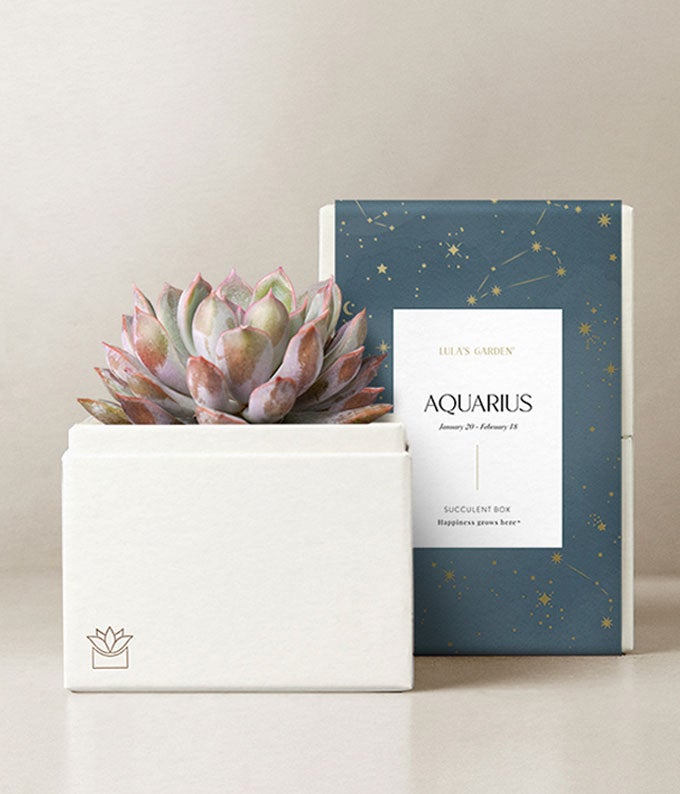 Lula's Garden ® Aquarius Bliss Succulent Garden