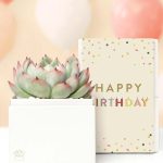 Lula's Garden ® Birthday Bliss Succulent Gift