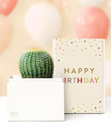 Lula's Garden ® Birthday Cactus Succulent Box