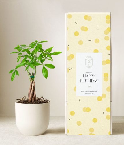 Lula's Garden ® Birthday Money Tree Plant