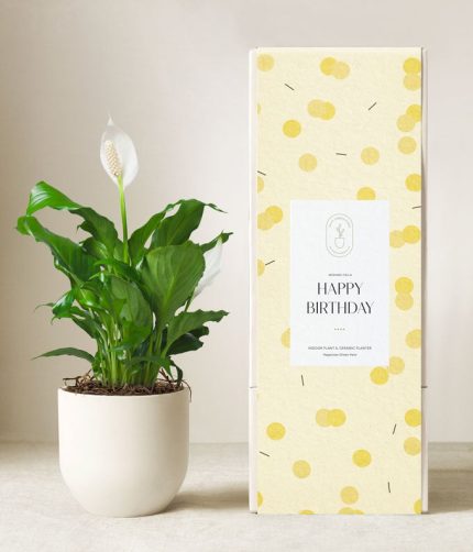 Lula's Garden ® Birthday Peace Lily Plant
