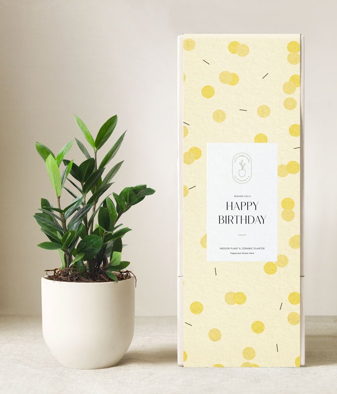 Lula's Garden ® Birthday ZZ Plant