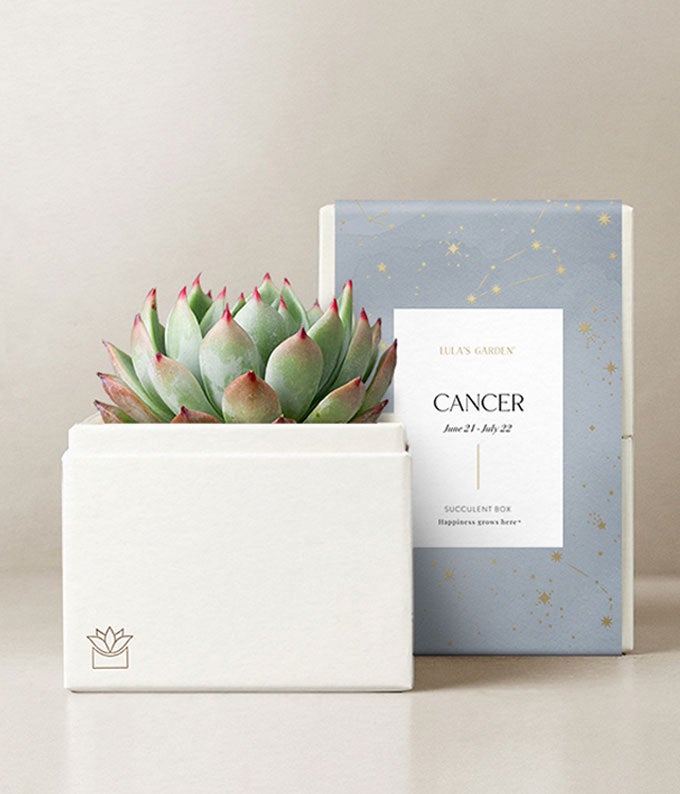 Lula's Garden ® Cancer Bliss Succulent Garden