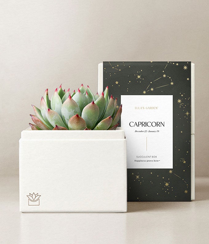 Lula's Garden ® Capricorn Bliss Succulent Garden