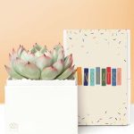 Lula's Garden ® Congratulations Bliss Succulent Gift