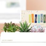 Lula's Garden ® Congratulations Verdant Succulent Gift