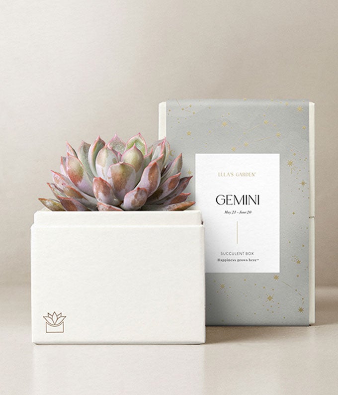 Lula's Garden ® Gemini Bliss Succulent Garden