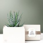Lula's Garden ® Get Well Zebra Succulent Gift