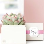 Lula's Garden ® I Love You Bliss Succulent Gift