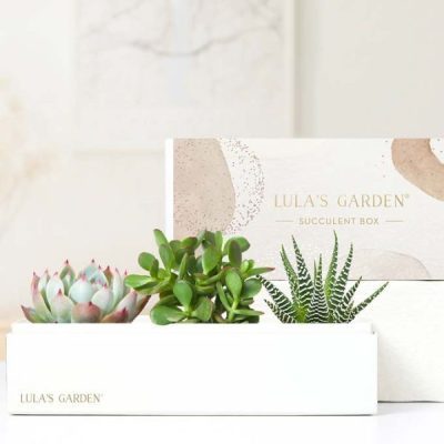 Lula's Garden ® Jewel Succulent Gift
