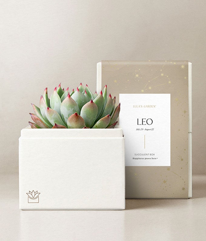 Lula's Garden ® Leo Bliss Succulent Garden