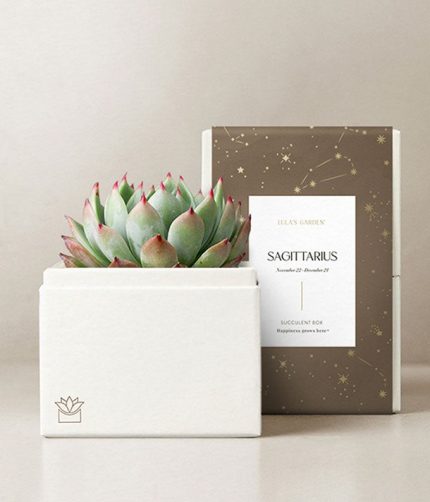 Lula's Garden ® Sagittarius Bliss Succulent Garden