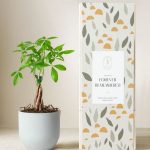 Lula's Garden ® Sympathy Money Tree Plant