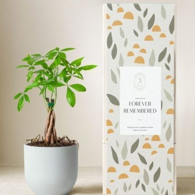 Lula's Garden ® Sympathy Money Tree Plant