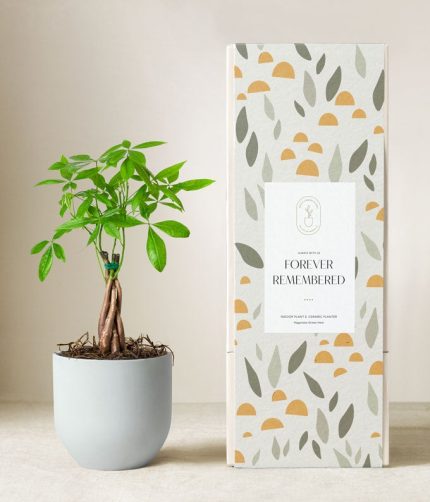 Lula's Garden ® Sympathy Money Tree Plant