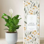 Lula's Garden ® Sympathy Peace Lily Plant