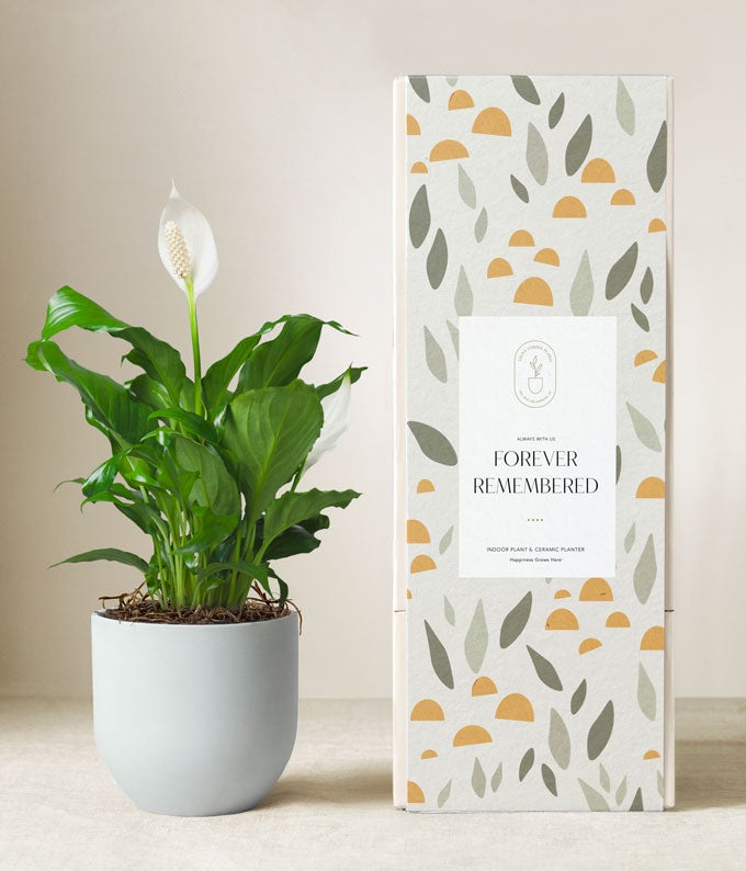 Lula's Garden ® Sympathy Peace Lily Plant