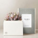 Lula's Garden ® Taurus Bliss Succulent Garden