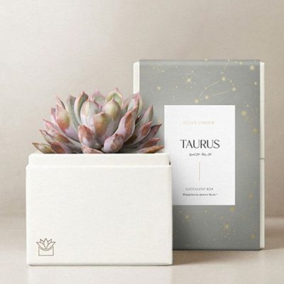 Lula's Garden ® Taurus Bliss Succulent Garden