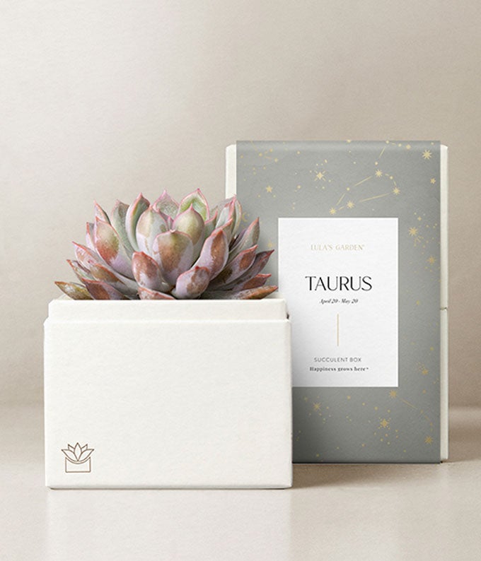 Lula's Garden ® Taurus Bliss Succulent Garden