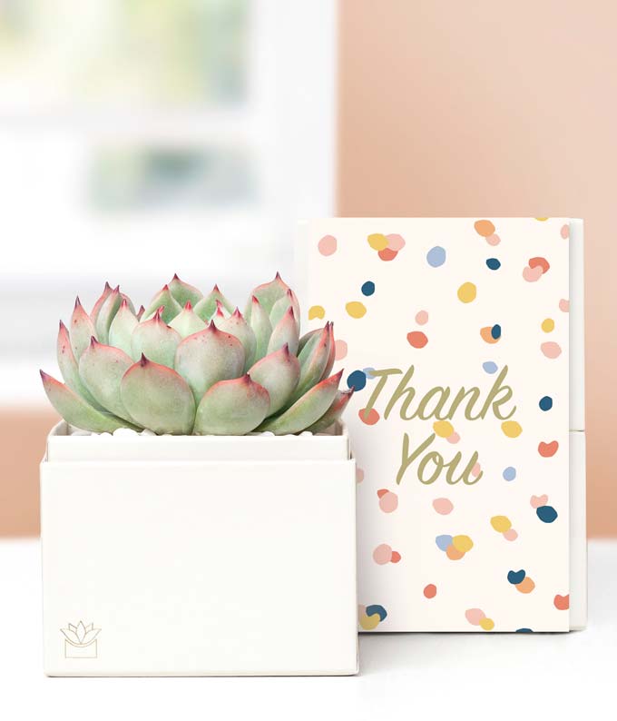 Lula's Garden ® Thank You Bliss Succulent Gift