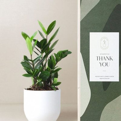 Lula's Garden ® Thank You ZZ Plant
