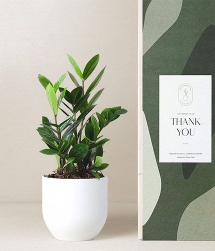 Lula's Garden ® Thank You ZZ Plant