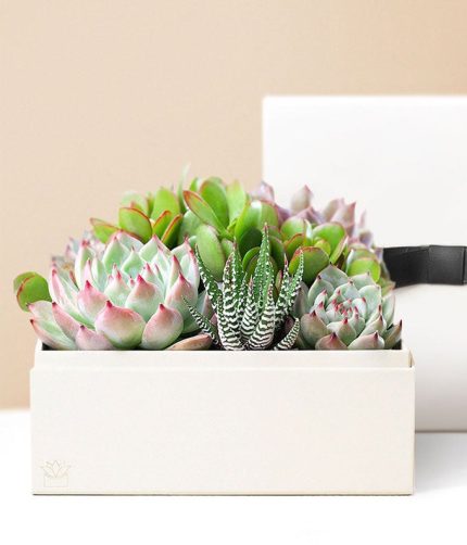 Lula's Garden ® Urban Succulent Garden
