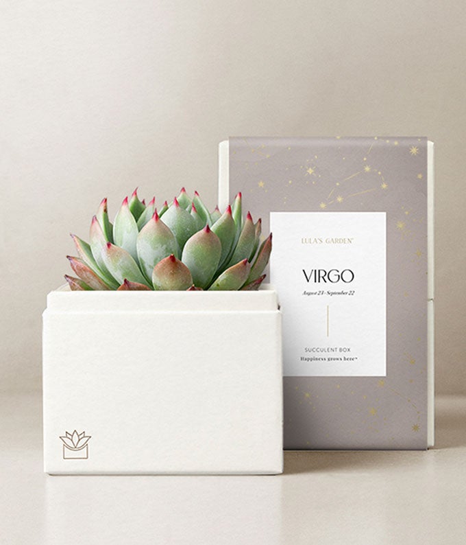 Lula's Garden ® Virgo Bliss Succulent Garden