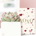 Lula's Garden ® XOXO Bliss Succulent Gift