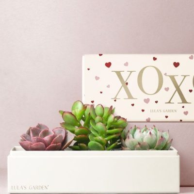 Lula's Garden ® XOXO Jewel Succulent Box